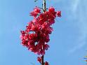 Prunus campanulata sky